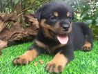 Rottweiler Puppy