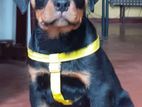 Rottweiler Puppy