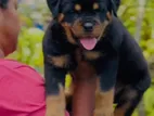 Rottweiler Puppy