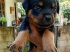Rottweiler Puppy