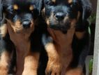 Rottweiler Puppies