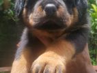 Rottweiler puppy