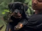 Rottweiler Puppy