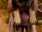 Rottweiler Puppy