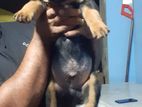 Rottweiler Puppy