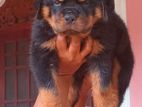 Rottweiler Puppy