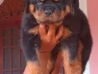 Rottweiler Puppy
