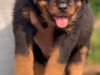 Rottweiler Puppy