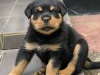 Rottweiler Puppies