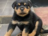 Rottweiler Puppies