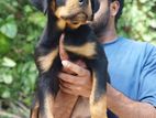 Rottweiler Puppy