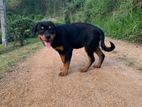 Rottweiler Puppy