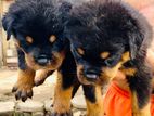 Rottweiler Puppies