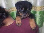 Rottweiler Puppy