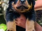 Rottweiler Puppies