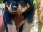 Rottweiler Puppies