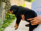 Rottweiler Puppies