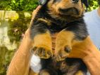 Rottweiler Puppies