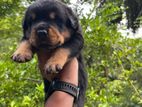 Rottweiler Puppy