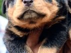 Rottweiler Puppy