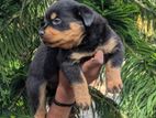 Rottweiler Puppy