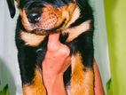 Rottweiler Puppy