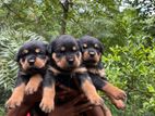 Rottweiler puppy