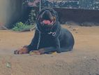 Rottweiler puppy