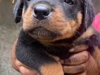 Rottweiler Puppy