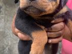 Rottweiler Puppy