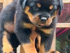 Rottweiler Puppy