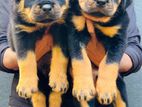 Rotweiler Puppies