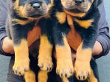 Rotweiler Puppies