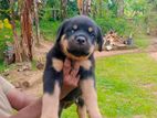 Rottweiler Puppy