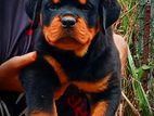 Rottweiler Puppy