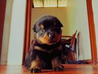 Rottweiler Puppy