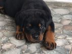 Rottweiler Puppy