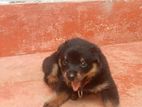 Rottweiler puppy