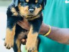 Rottweiler puppy