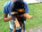 Rottweiler Puppy