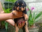 Rottweiler Puppy