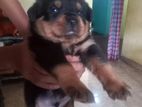 Rottweiler Puppy