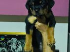 Rottweiler Puppy