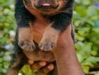 Rottweiler Puppy