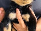 Rottweiler Puppy