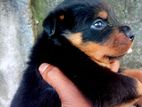 Rottweiler Puppy