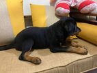 Rottweiler Puppy