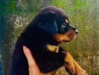 Rottweiler Puppy