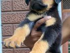 Rottweiler Puppy