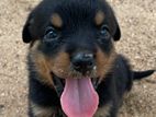 Rottweiler Puppy